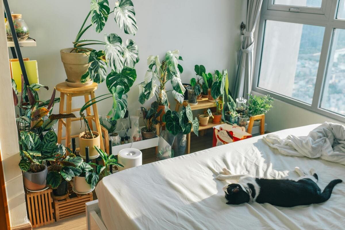 Horta em Apartamento com Pets (Plantas não Tóxicas) - Casa e Jardinagem www.casaejadinagem.com.br